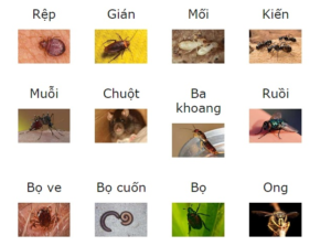 Các loại côn trùng gây hại