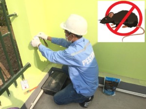Dịch vụ diệt chuột