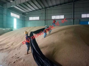 Hun trùng tại TP Hồ Chí Minh
