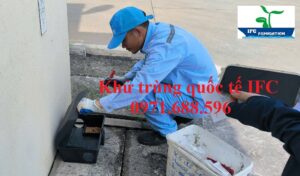 Diệt chuột giá rẻ tại Hà Nội