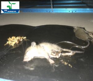Bẫy keo dính - Kiểm soát chuột giá rẻ tại Bắc Giang