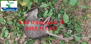 Diệt chuột giá rẻ tại Hà Nam