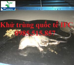Dịch vụ kiểm soát chuột tại Hải Dương - Keo dính chuột