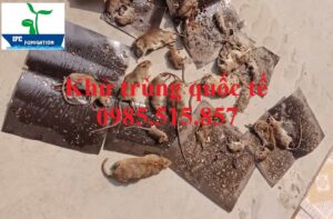 Dịch vụ diệt chuột an toàn tại Bắc Ninh - Bẫy keo