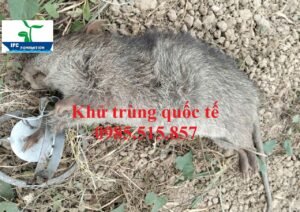 Dịch vụ diệt chuột giá rẻ tại Vĩnh Phúc